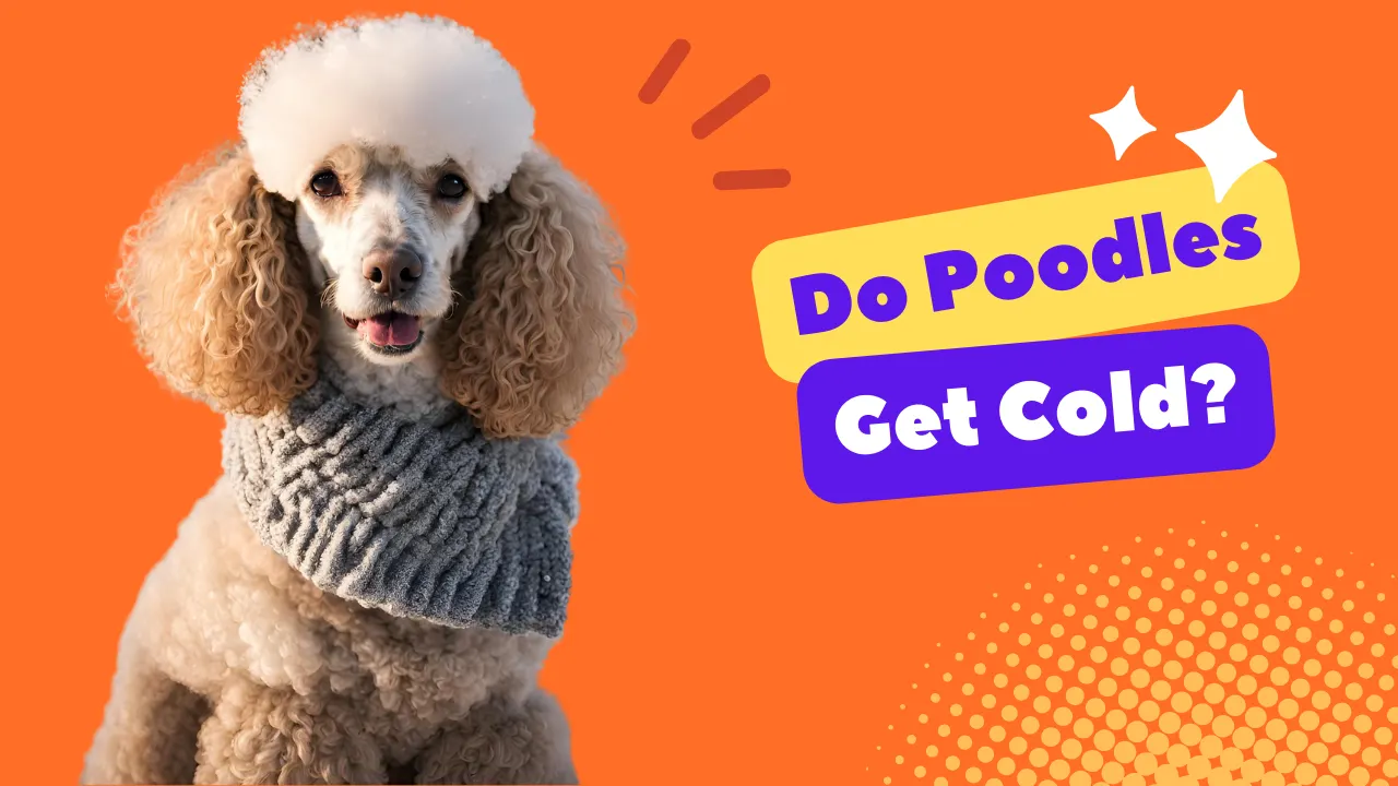 Do Poodles Get Cold?