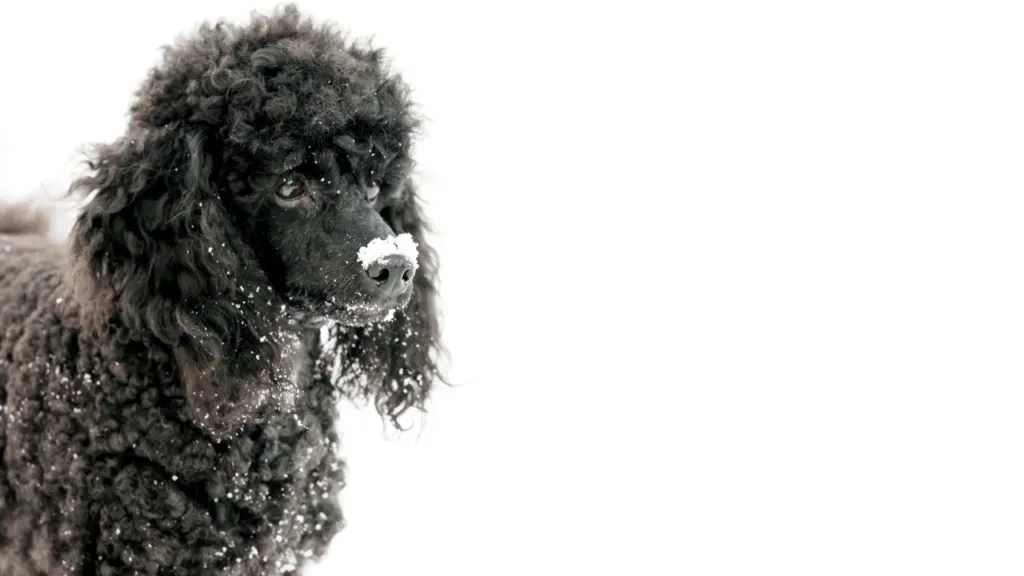 Do Poodles Get Cold