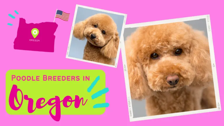 Poodle Breeders in Oregon